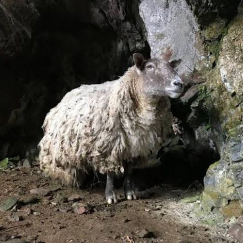 İngiltere'nin en yalnız koyunu Fiona, artık arkadaş edinmekte ve arkadaşlarına güvenmekte zorluk çekiyor.