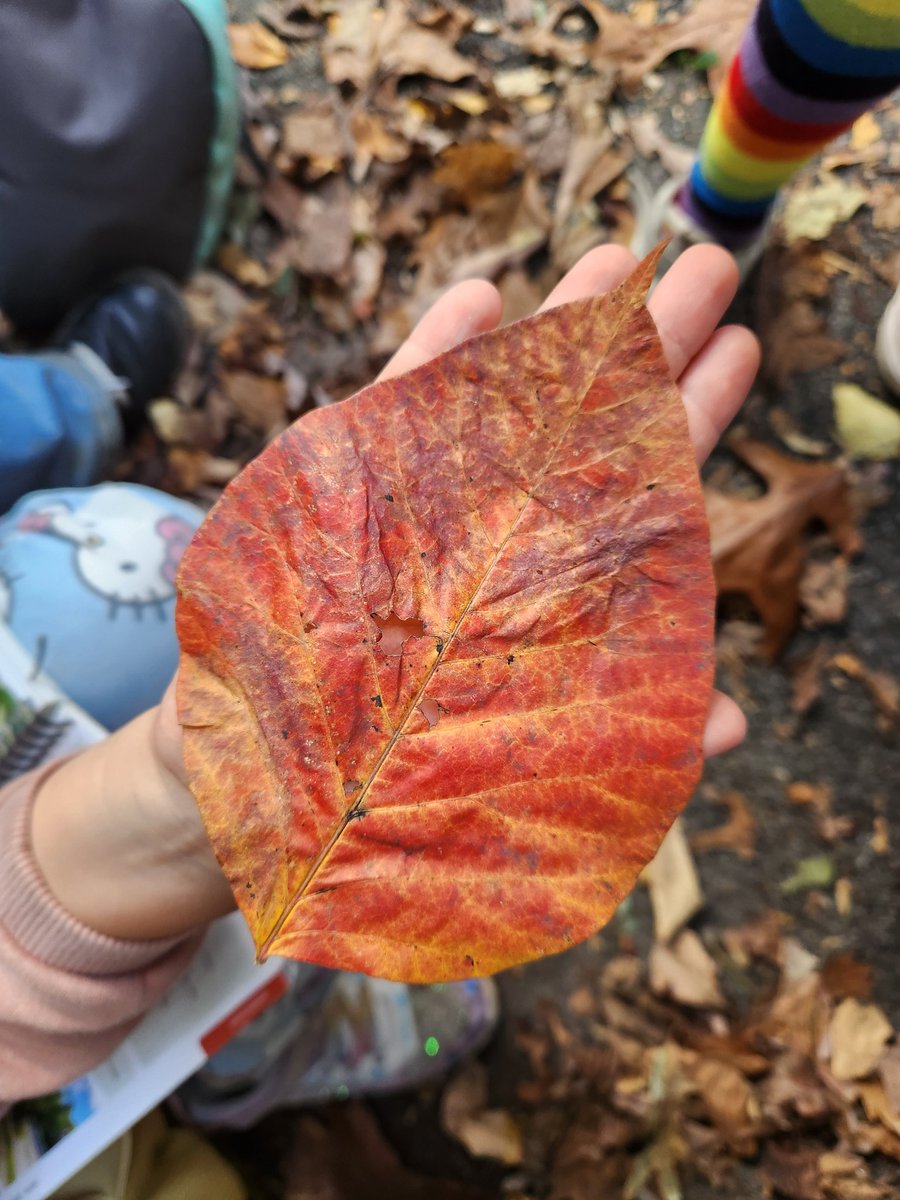 UrbanAdvSquad's tweet image. On Monday, #SquadMembers learned about the many ways the Nacotchtank relied on trees in and around Rock Creek Park. We spent Indigenous Peoples' Day learning and playing under those trees. #SquadMembers identified over 12 species!

#ThisIsOutdoorLearning 
#CityAsAClassroom