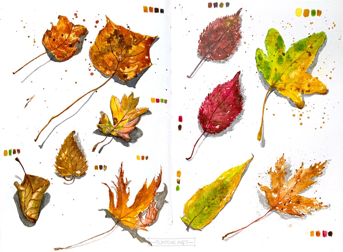 tunde_art's tweet photo. Autumn leaves in my sketchbook.
#autumn #autumnvibes #leaves #tundeart #watercolour #colourpalette #dryleaves #nature https://t.co/6pWPBe1aVS