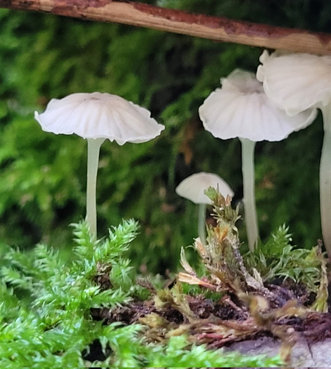 Karoline77's tweet photo. Heerlijk rondje in het bos vanmiddag op zoek naar paddenstoelen. 
#waarnemingen #paddospam 
#Kotterbos #Almere #Lelystad https://t.co/TXAifoBwL7
