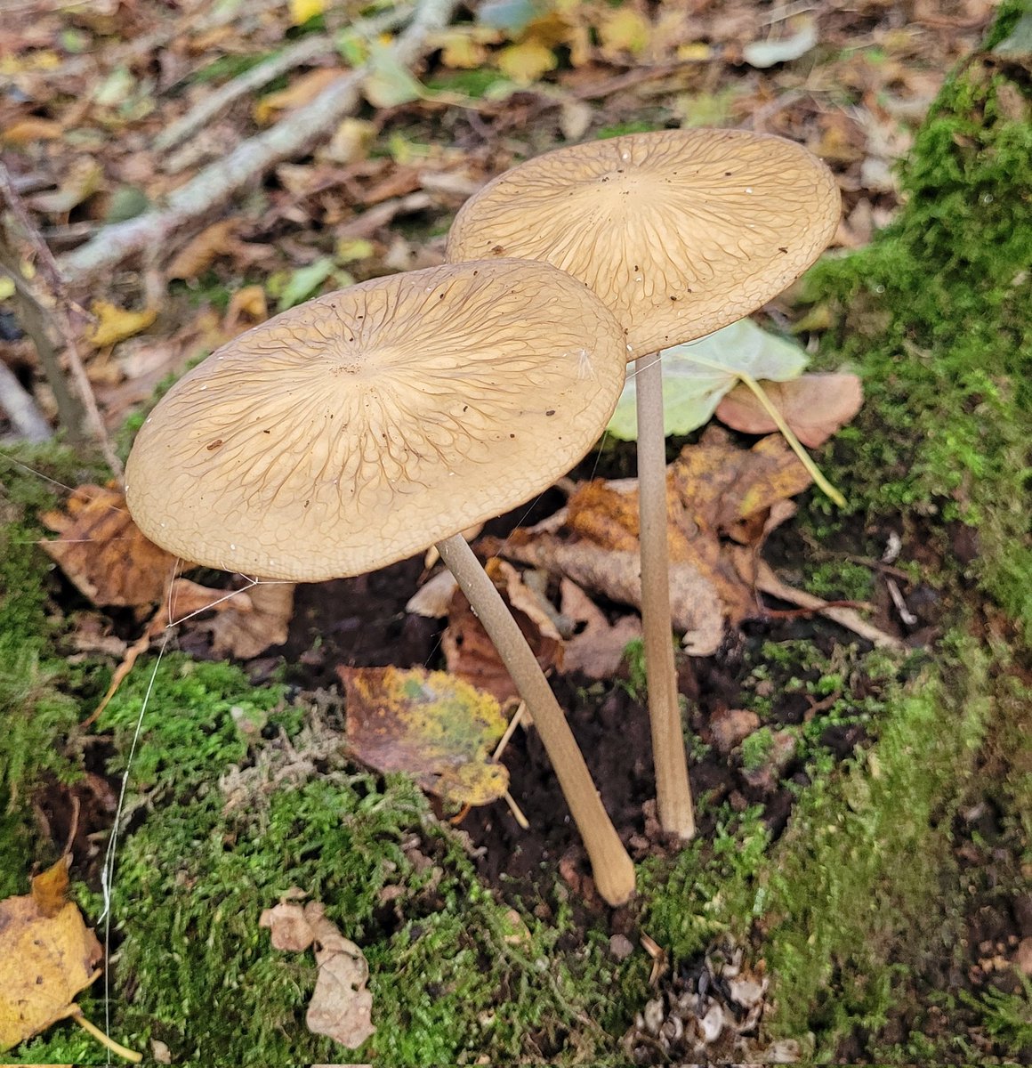 Karoline77's tweet photo. Heerlijk rondje in het bos vanmiddag op zoek naar paddenstoelen. 
#waarnemingen #paddospam 
#Kotterbos #Almere #Lelystad https://t.co/TXAifoBwL7