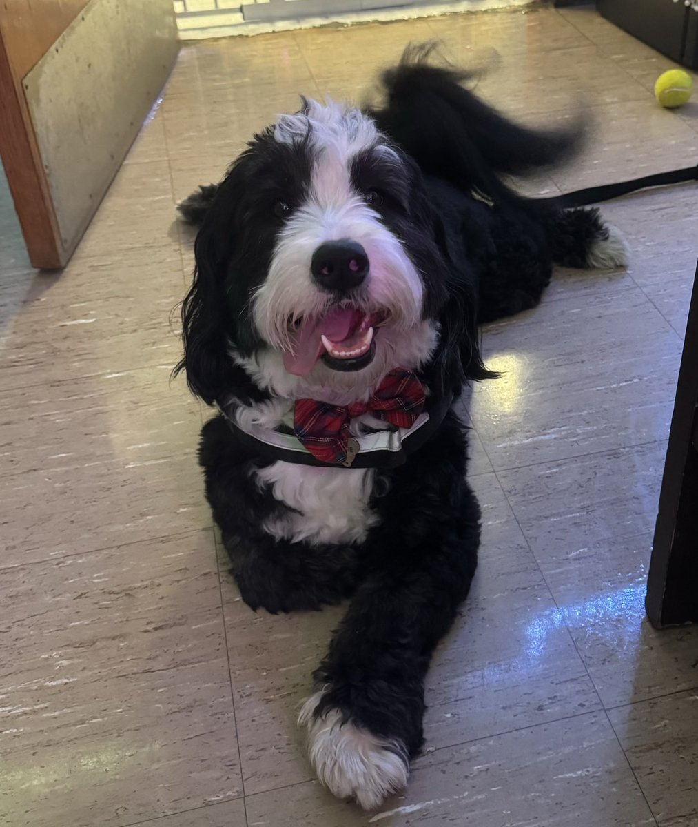 Archie THE Therapy Dog tweet media