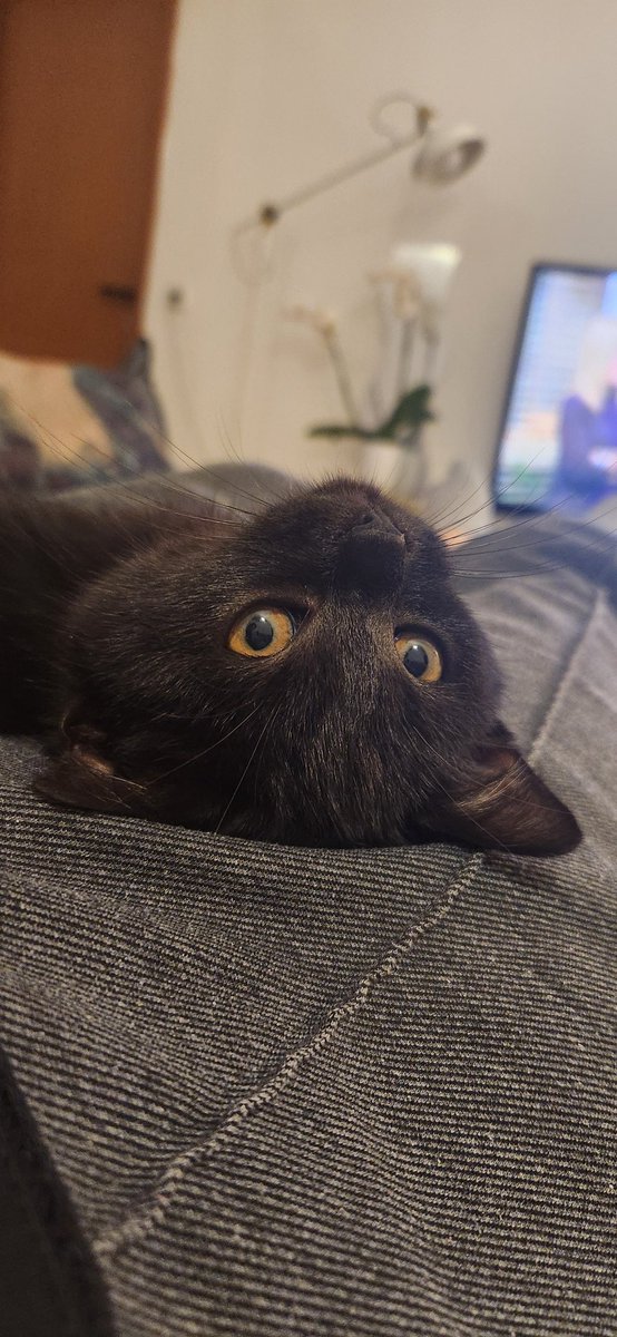 maychku's tweet photo. hi twitter i got a kitten https://t.co/rbBv2gcJvF