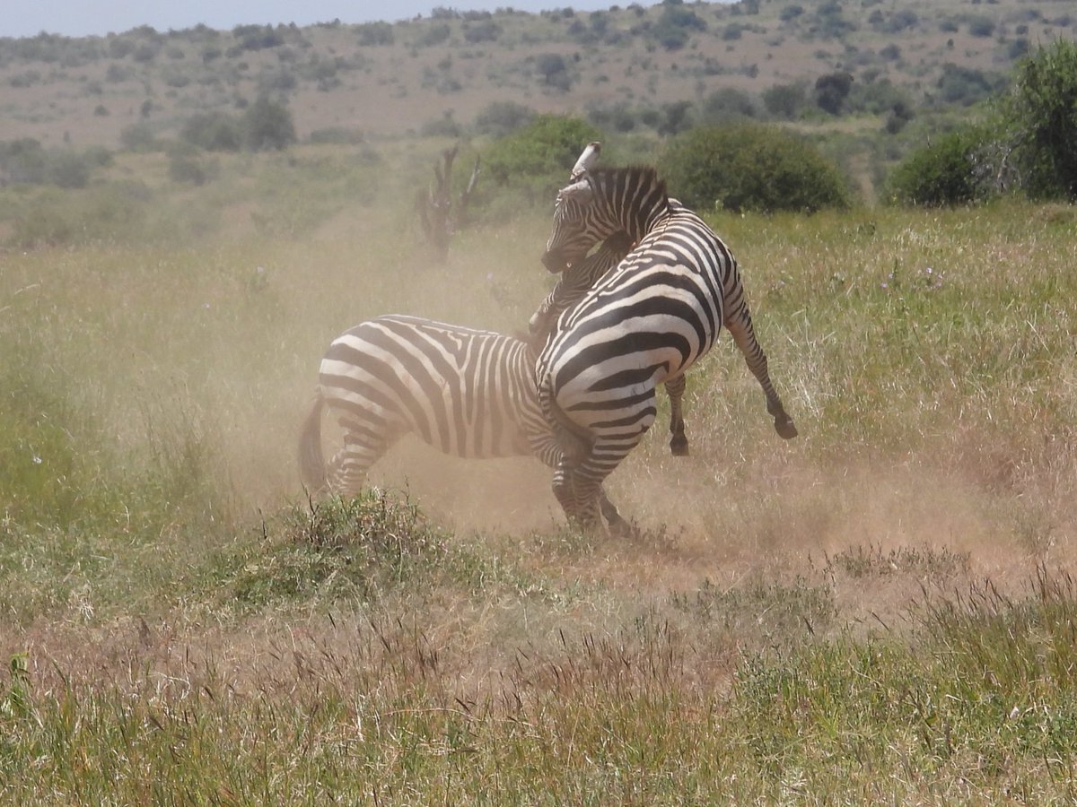 🌿Dan Nesbit 🦜 (@dan_nesbit13) on Twitter photo Finally got round to sorting photos, but in September I was lucky enough to teach on a <a href="/DurBiol/">Durham BioSciences</a> field course to Kenya that I was a student on in 2019. Had such an amazing time, with great company. 164 birds, 42 of which were lifers, plus plenty of mammals. Finally got round to sorting photos, but in September I was lucky enough to teach on a <a href="/DurBiol/">Durham BioSciences</a> field course to Kenya that I was a student on in 2019. Had such an amazing time, with great company. 164 birds, 42 of which were lifers, plus plenty of mammals.
