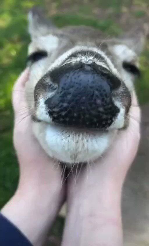 GalaxyZeinz's tweet photo. firmly   hold   the   creature   like   burger https://t.co/hjcnxalS9X