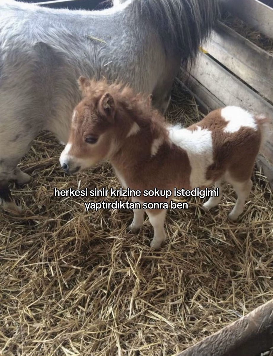 ÖZGE (@ozgeppn) on Twitter photo 