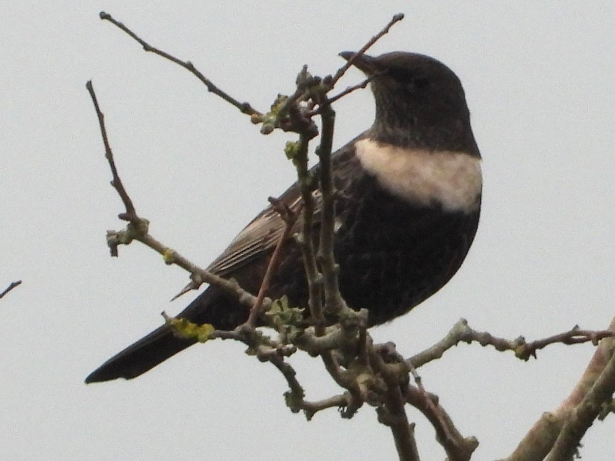NorthWallBirder's tweet photo. Ring Ouzel at the North Wall this morning. https://t.co/MQPTvnsO87