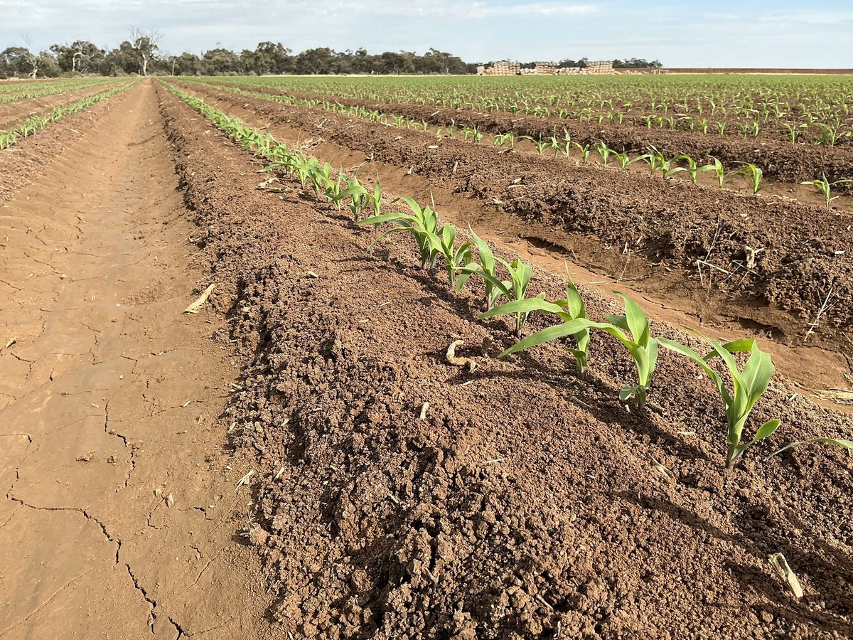 Summit Ag Agricultural Consulting tweet media