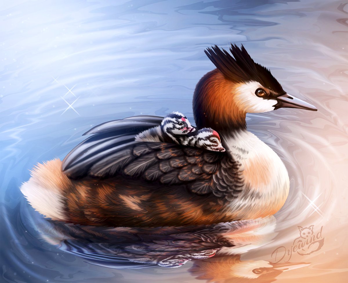 Dyewind1's tweet photo. Used a random number generator to pick from my list this time, and a water bird was destined to be. I like the kind-of calico orange/brown that they have on their body. I never noticed 'till I drew it.
#grebe #crestedgrebe #waterfowl #chicks https://t.co/qrOTuJFew1