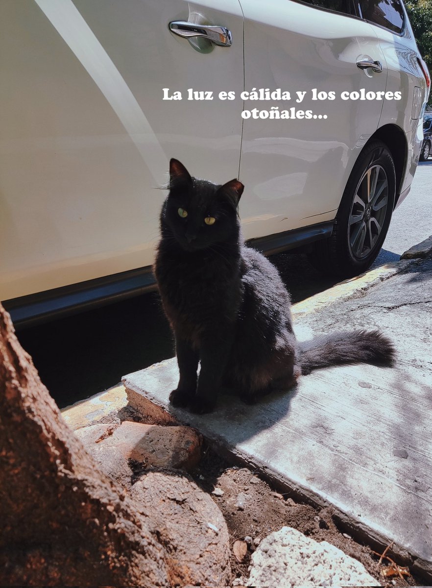 MexicoViajeraa's tweet photo. ¡Hola! ¿Ya me sigues en #instagram? #Sigueme #otoño #Autumn 🧡🍂

https://t.co/6pHMNo8UvL https://t.co/fYdlk7kgFT