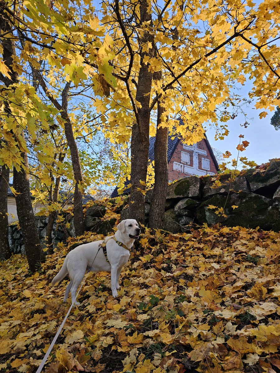 AkiraRopo's tweet photo. Maikon kanssa kylillä 🍁🍂🏡🐶 #Toijala https://t.co/R2tGo1xwRi