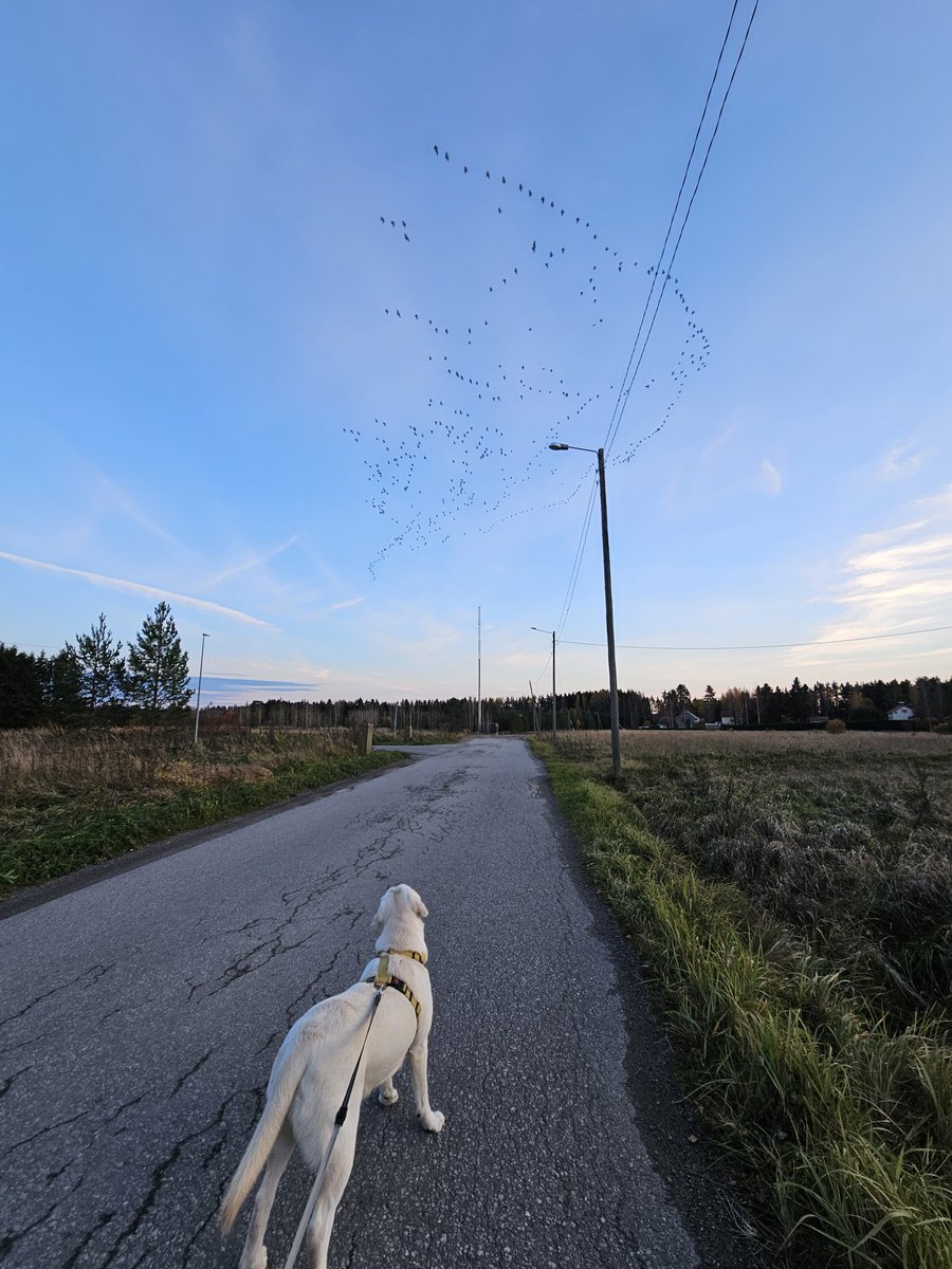 AkiraRopo's tweet photo. Maikon kanssa kylillä 🍁🍂🏡🐶 #Toijala https://t.co/R2tGo1xwRi