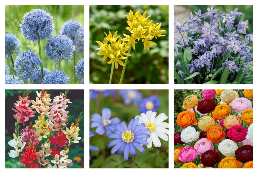 Brighten up your garden with this deal! Here's how to get 500 spring bulbs for £12 delivered 🌷

moneysavingexpert.com/deals/thompson…
