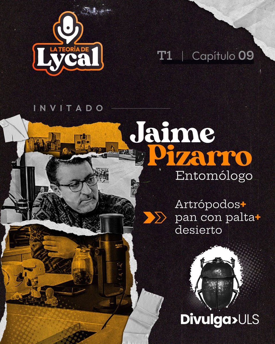 vripuserena's tweet image. ¡No te pierdas un nuevo capítulo de La teoría de Lycal!🦊💻😃

Conversamos con el académico Jaime Pizarro del Dpto. de Biología y encargado del Laboratorio de Entomología @userena sobre sus investigaciones relacionadas al mundo de los artrópodos🪳🦗🐞🪲

youtube.com/watch?v=ynPRNV…