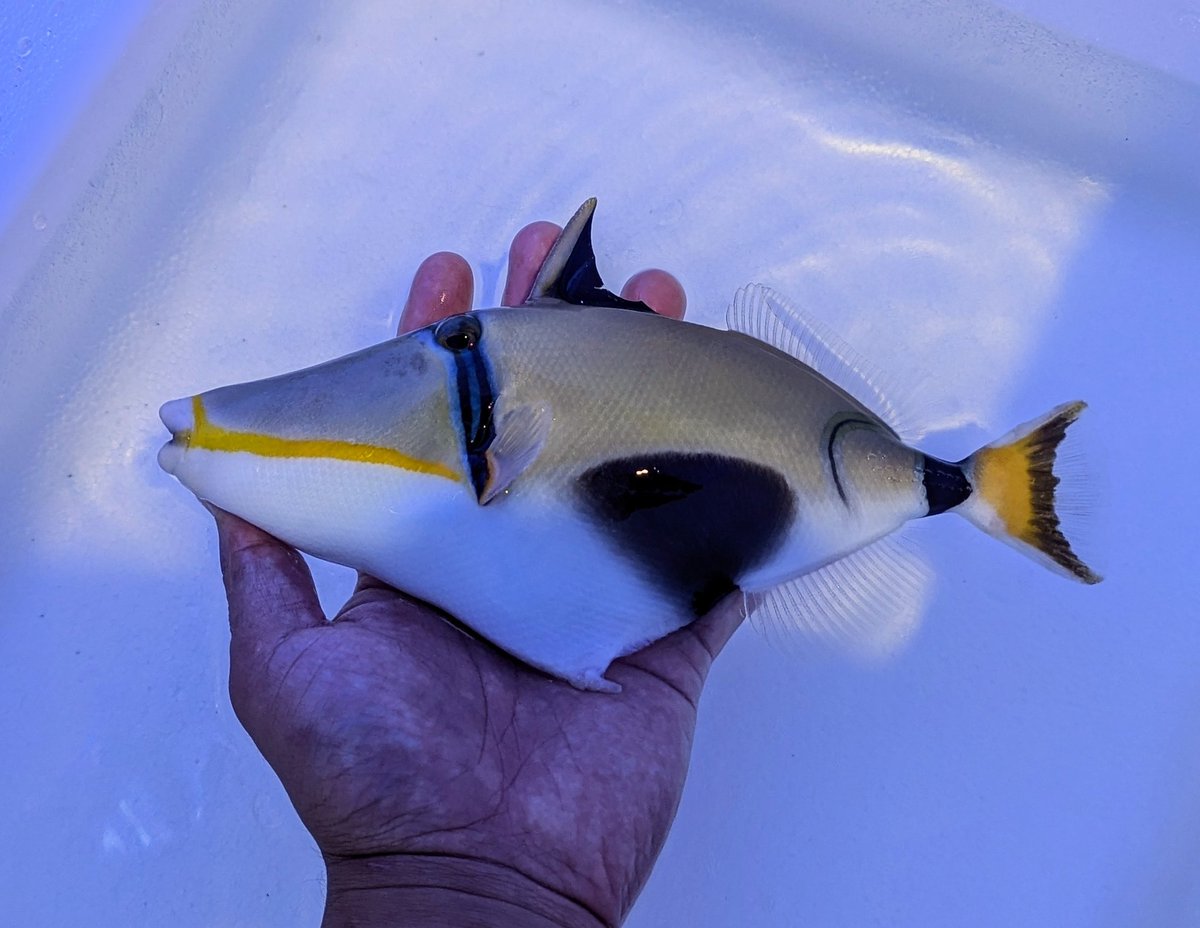 James A. Wong tweet media