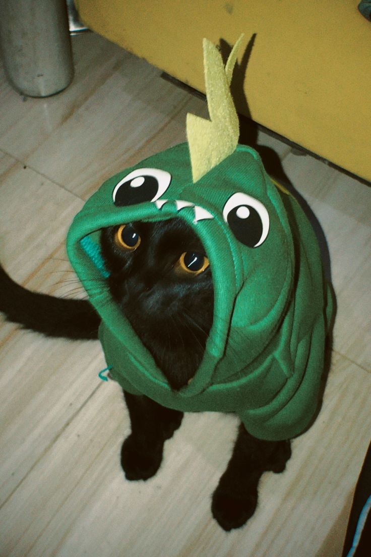 TheR3dLeader's tweet photo. Ayer secuestre a los gatitos de mis papás y los disfracé https://t.co/JivPutp5f6