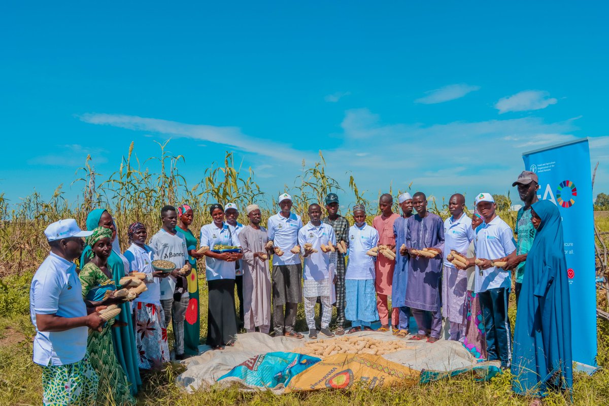 FAO Nigeria (@faonigeria) on Twitter photo In #NortheastNigeria, <a href="/FAO/">Food and Agriculture Organization</a> & <a href="/followADSG/">Adamawa State Government</a> marked #WorldFoodDay with Farmer Field School participants in Girei LGA and Yola.
The message was clear: smallholder farmers are the backbone of food production. They need support to build resilience in our food systems!🌱👨🏾🌾 #RightToFood In #NortheastNigeria, <a href="/FAO/">Food and Agriculture Organization</a> & <a href="/followADSG/">Adamawa State Government</a> marked #WorldFoodDay with Farmer Field School participants in Girei LGA and Yola.
The message was clear: smallholder farmers are the backbone of food production. They need support to build resilience in our food systems!🌱👨🏾🌾 #RightToFood