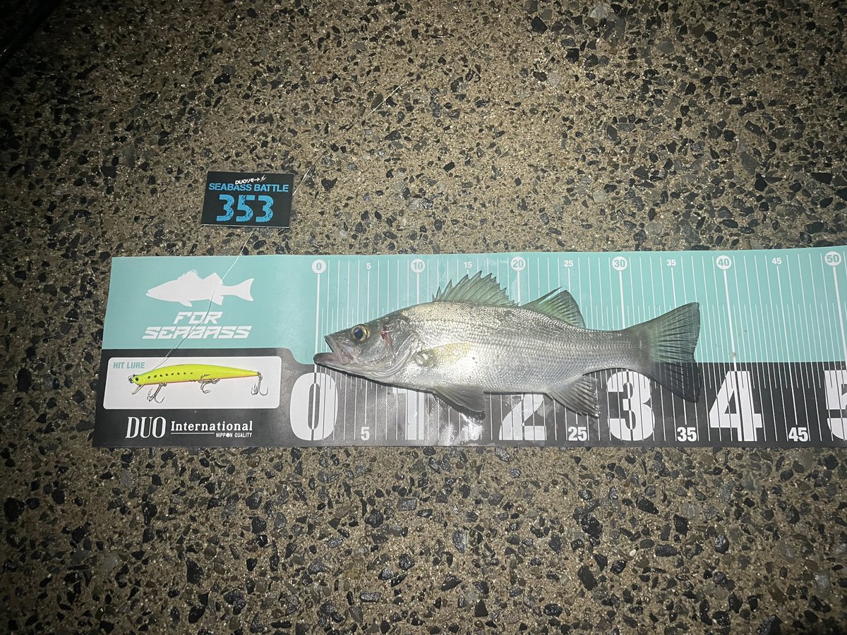 surf_ra_boy's tweet photo. 今日も暗い時間帯からエントリー

サイズはないけど、元気な魚😅
もっと大きいサイズ入ってないかなぁー🙃

#DUOリモートシーバスバトル #シーバス　#タイドミノースリム　#イベント　#鹿児島　#釣りが好きな人と繋がりたい https://t.co/dMqOY4KZxh