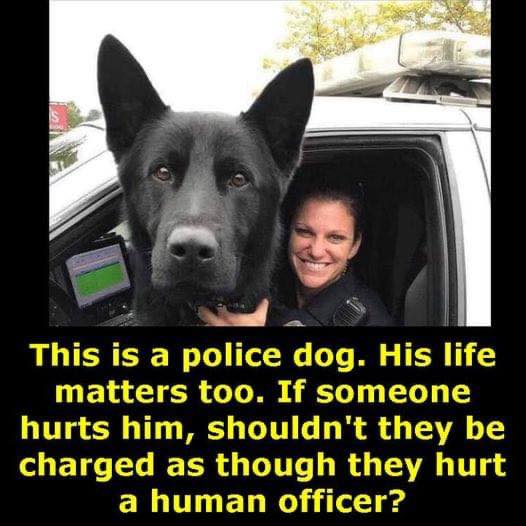 _XDogs's tweet photo. https://t.co/r4FYJClMHN