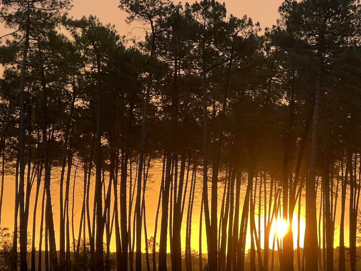 Bru40_r's tweet photo. Lever du jour 

#sky #clouds #pines #colors https://t.co/GGGBloEKlc