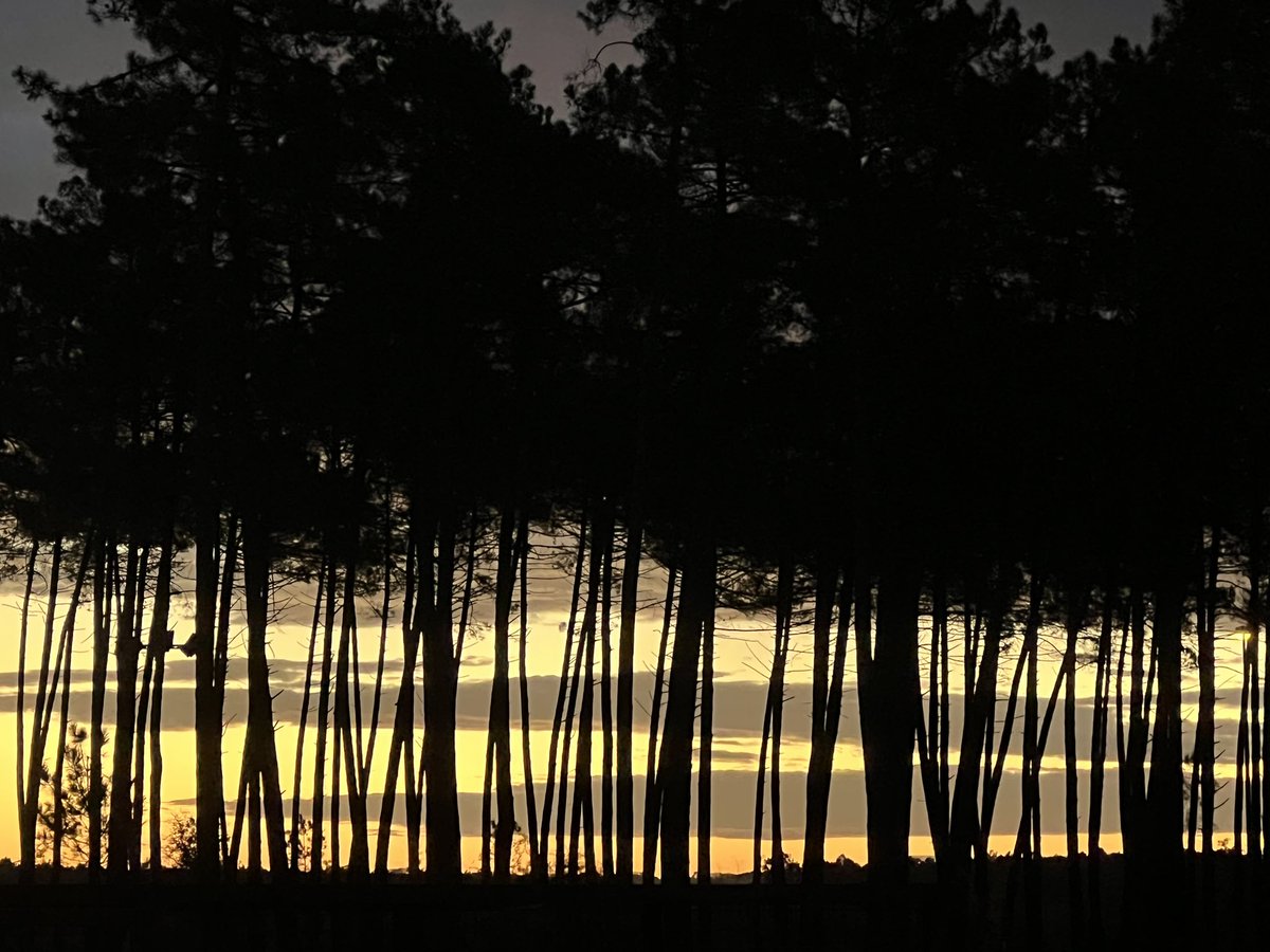 Bru40_r's tweet photo. Lever du jour 

#sky #clouds #pines #colors https://t.co/GGGBloEKlc
