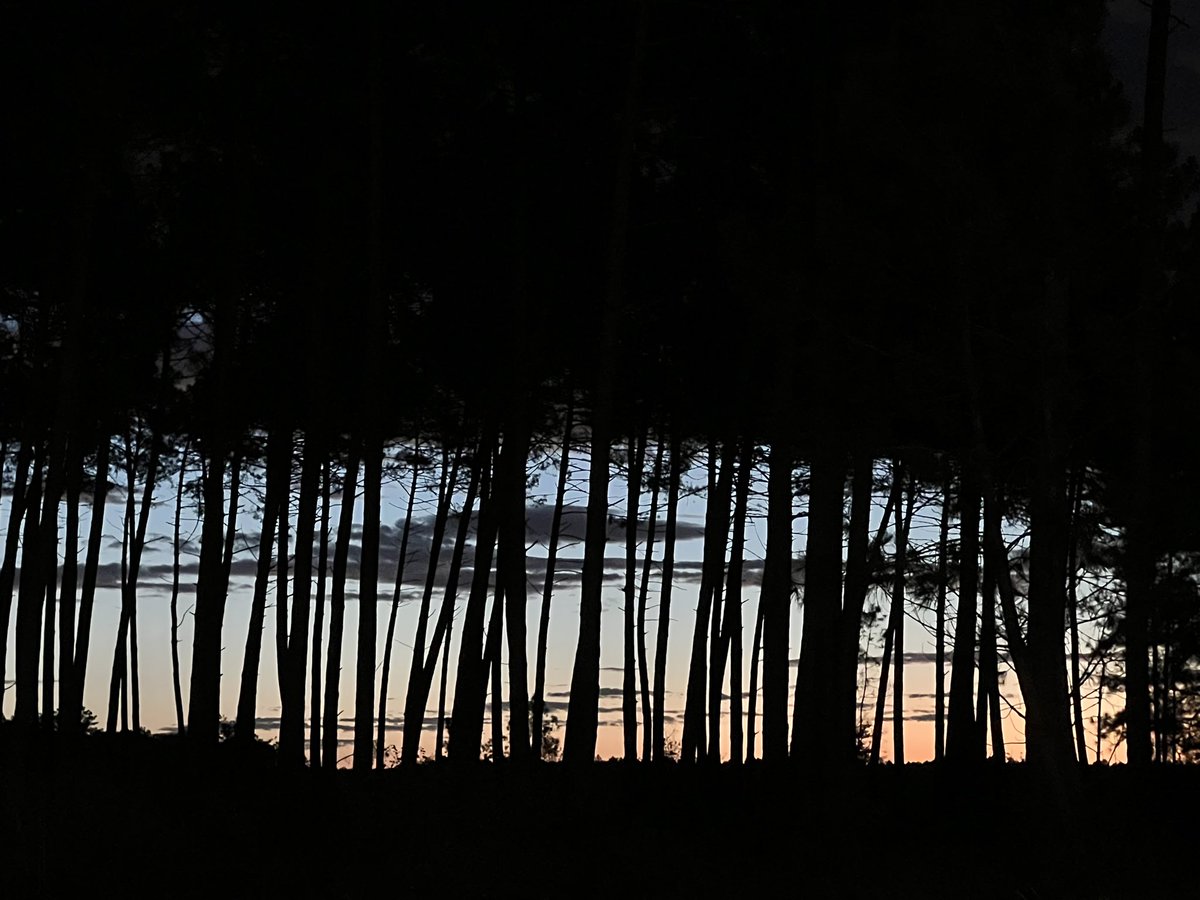 Bru40_r's tweet photo. Lever du jour 

#sky #clouds #pines #colors https://t.co/GGGBloEKlc