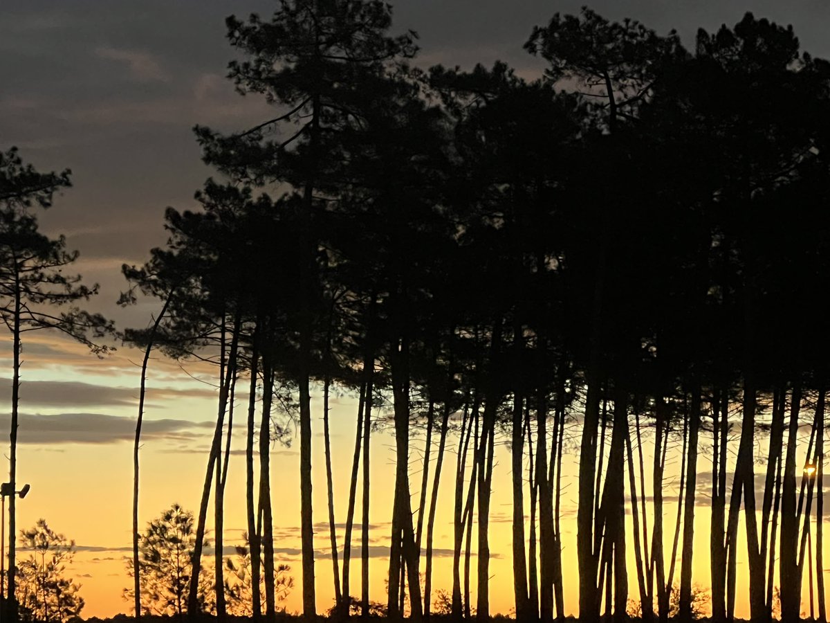 Bru40_r's tweet photo. Lever du jour 

#sky #clouds #pines #colors https://t.co/GGGBloEKlc