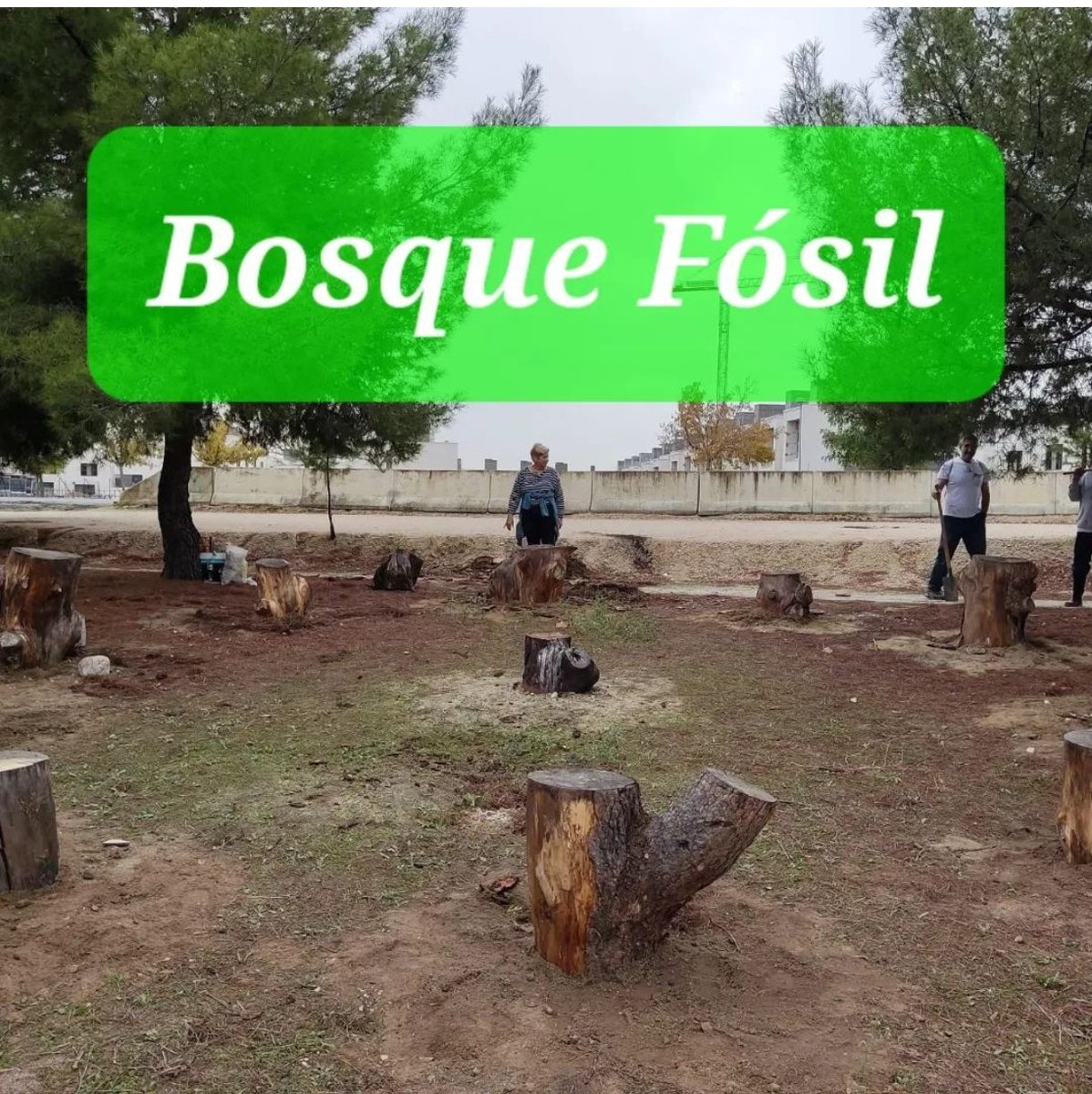 Aula de la naturaleza realizada con troncos de la borrasca #filomena que han sido conservados y tratados para formar parte de este proyecto de regeneración de una antigua escombrera en #peralesdelrio #getafe.
Gracias a <a href="/LymaRedsocial/">Lyma Getafe</a> por facilitar el transporte del material.