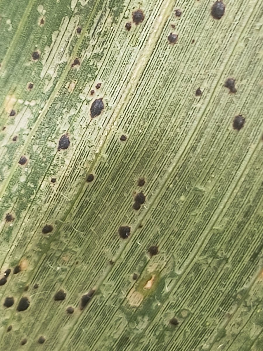 Tar Spot has arrived in NNY. I found it in the first 3 corn fields I scouted today in Jefferson County.
