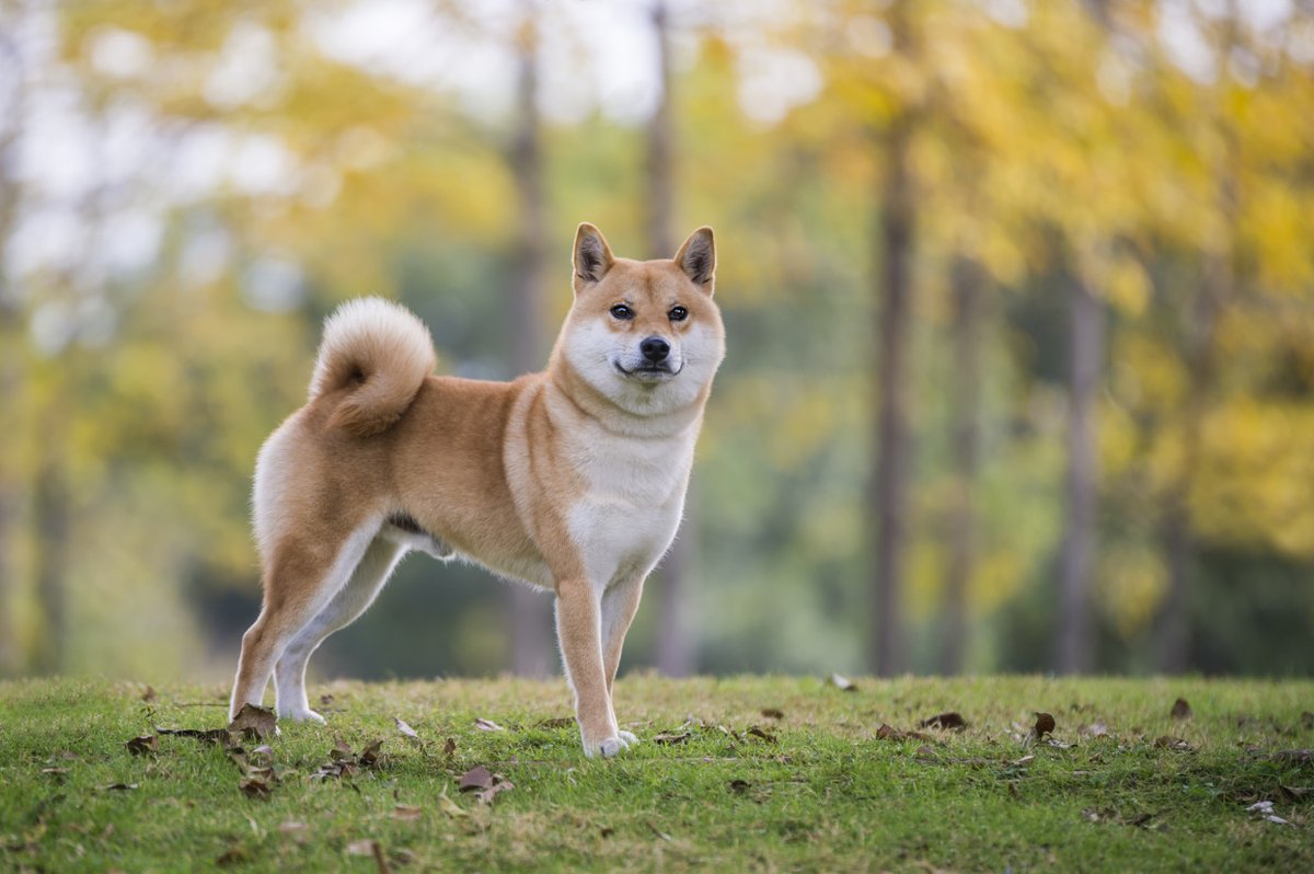 neirobnbcto's tweet photo. @okx Walk your dog #NEIRO https://t.co/RZleTZKAQr