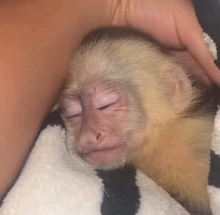 Yo bien a gusto mientras mi novia me rasca los huevitos para mimir