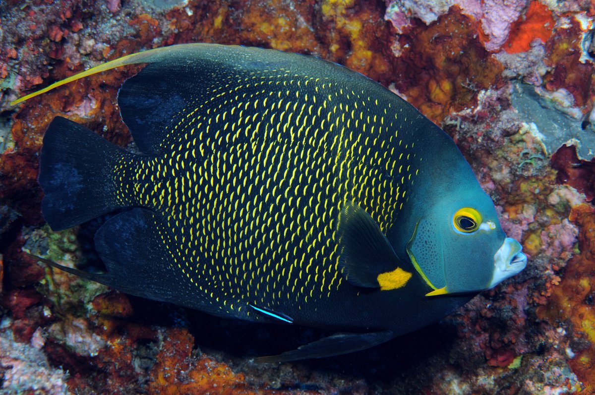 FGBNMS's tweet image. The latest #LongTermMonitoring (LTM) reports are now available on our website:
LTM at #EastFlowerGardenBank and #WestFlowerGardenBank: 2022 Annual Report
#StetsonBank LTM: 2023 Annual Report

Both can be found on our #ScienceReports page.
flowergarden.noaa.gov/science/scienc…