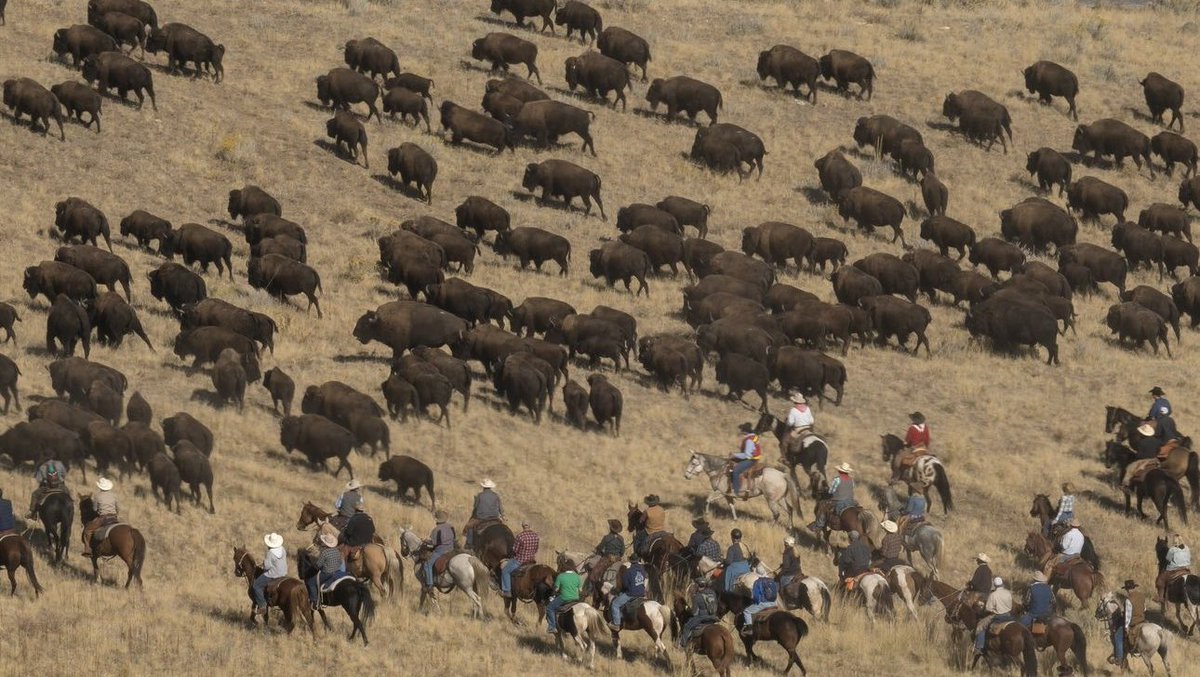 Yeehaw!🤠Just under 2 weeks away from the Annual Bison Roundup at Antelope Island State Park!🦬 Are you ready to witness over 200 horseback riders round up 750 bison? How will they manage to get 750 bison from all over the island into one big corralled herd? Come and find out!😊
