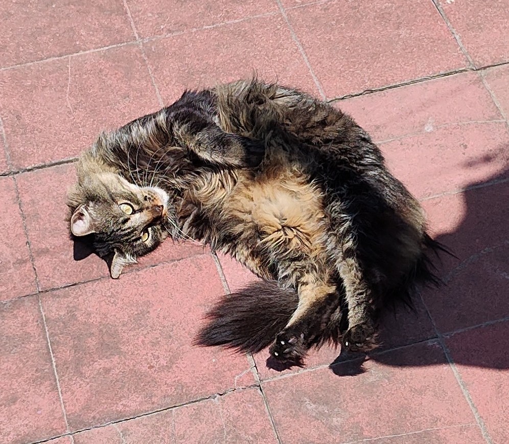 Allá está              Tomaré sol mientras