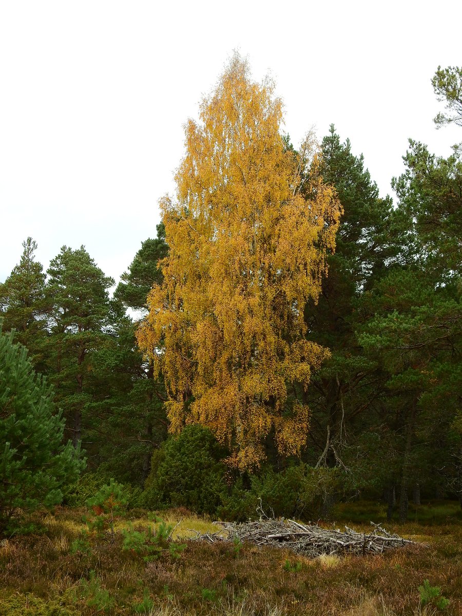 Gus Routledge (@pinkfootedgus) on Twitter photo 