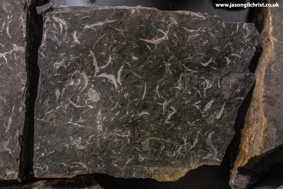 All fossils are special.
But some #fossils are more special.
Granton Shrimp Bed, much researched by late great Professor Euan Clarkson who passed away earlier this year.
#NationalFossilDay #fossil #paleontology #palaeontology #ScottishGeology #ScottishFossils #Scotland #FossilDay