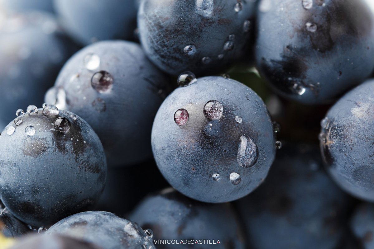 🍇🌿 ¿Sabías que la uva es un verdadero tesoro nutricional? En Vinícola de Castilla te contamos cómo la vid y la uva enriquecen nuestros vinos. 🍷 Descubre más aquí 👇 buff.ly/3YdU1vN 

#VinoYNutrición #VinícolaDeCastilla #VinoSostenible