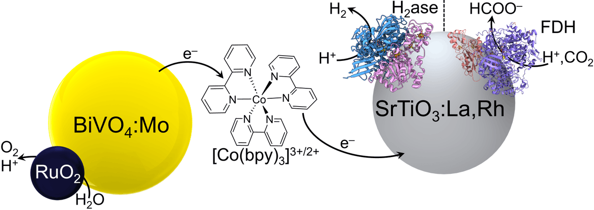 Yongpeng Liu (@yongpengliu) on Twitter photo My second work at <a href="/ReisnerLab/">Reisner Lab</a> in collaboration with Prof. Inês A. C. Pereira's group at <a href="/itqbnova/">ITQB NOVA</a> published in <a href="/J_A_C_S/">J. Am. Chem. Soc.</a>.
We demonstrated the use of semiartificial colloidal Z‑scheme systems for solar fuel synthesis.
Article: doi.org/10.1021/jacs.4… My second work at <a href="/ReisnerLab/">Reisner Lab</a> in collaboration with Prof. Inês A. C. Pereira's group at <a href="/itqbnova/">ITQB NOVA</a> published in <a href="/J_A_C_S/">J. Am. Chem. Soc.</a>.
We demonstrated the use of semiartificial colloidal Z‑scheme systems for solar fuel synthesis.
Article: doi.org/10.1021/jacs.4…