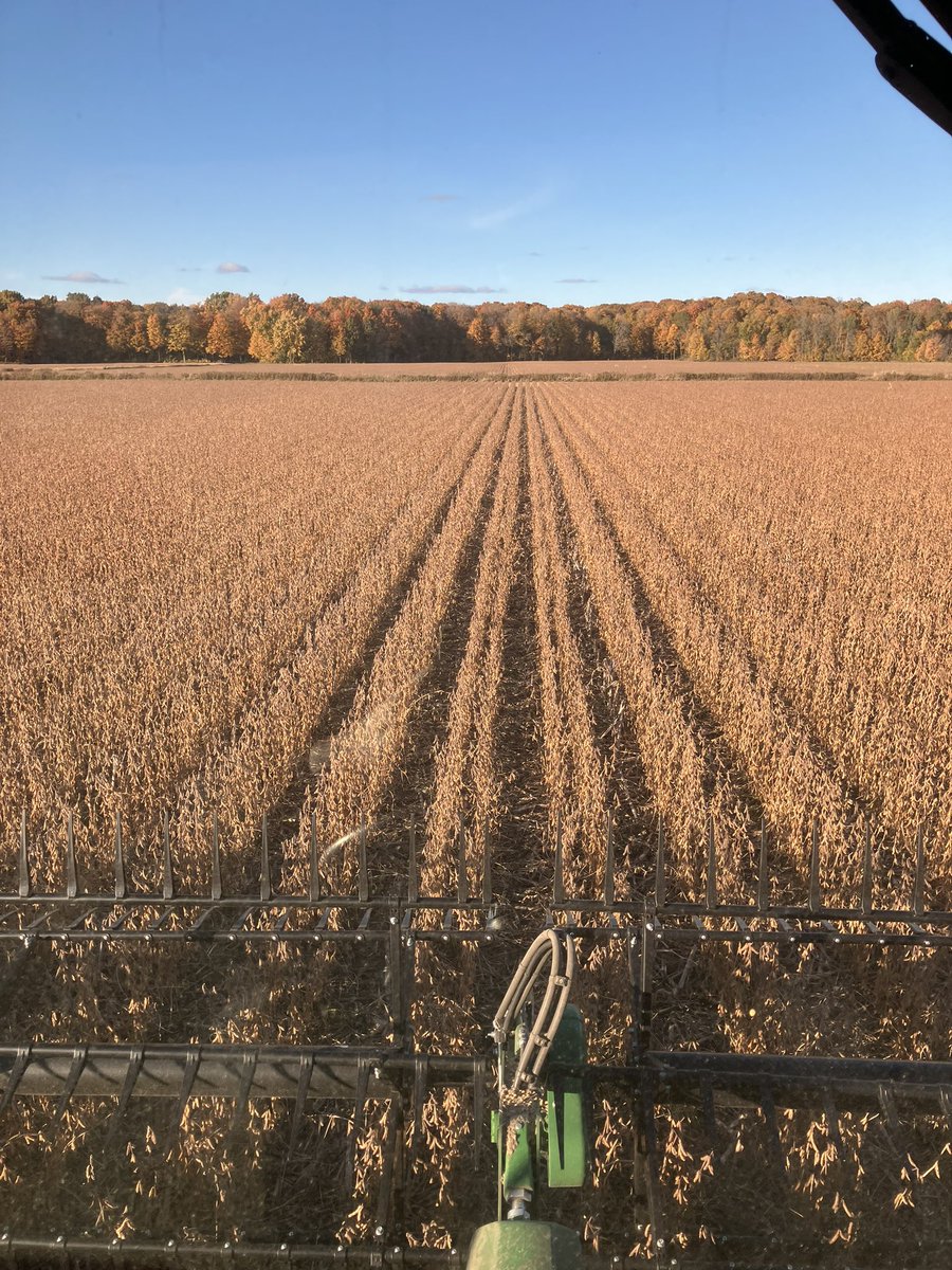 Tellement plus agréable récolter du soya en Octobre. Pas de tiges ou de gousses immatures à gérer!