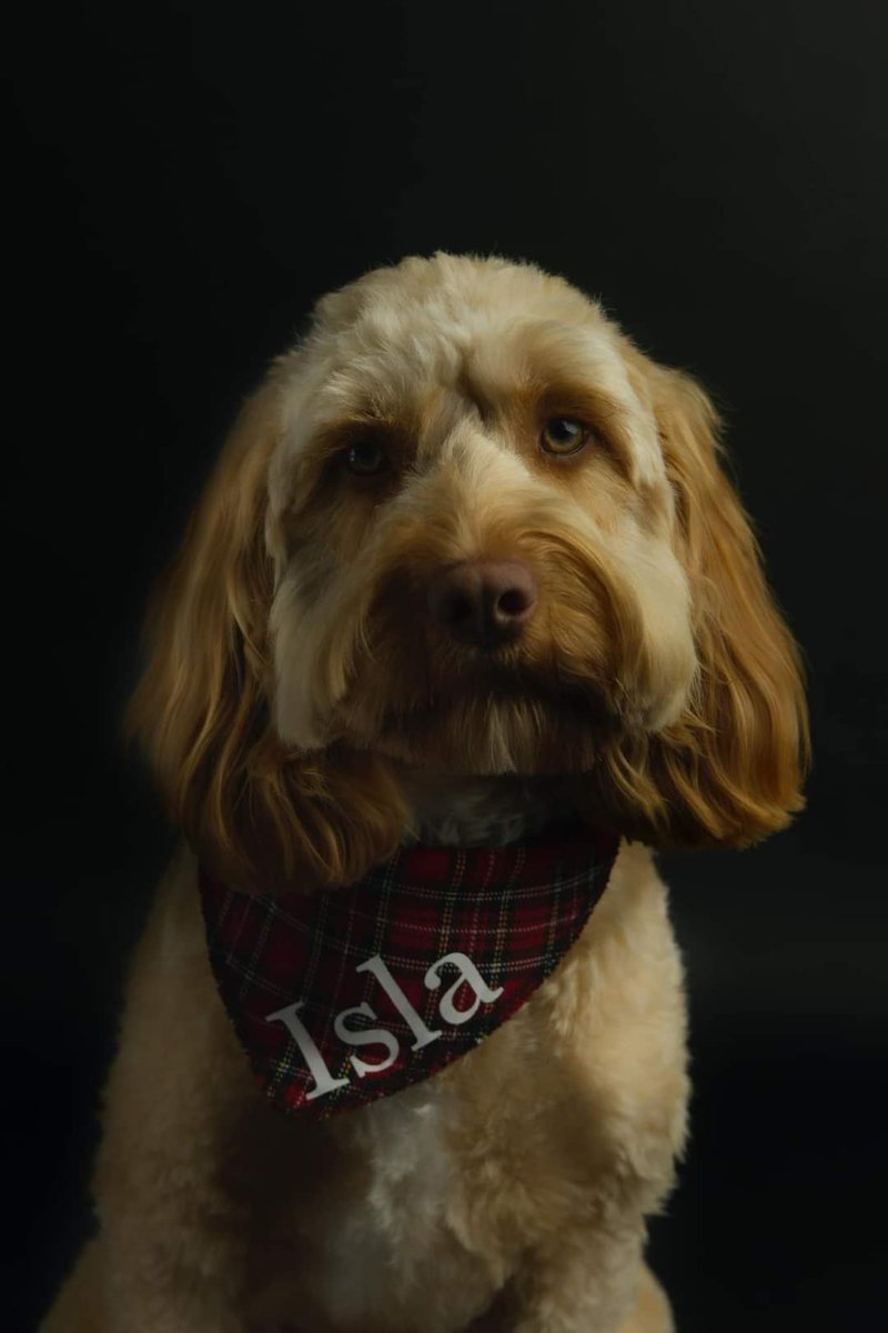 MissingPetsGB's tweet photo. Isla has been missing for 12 weeks around durrid mast.
She can be in #Durris #banchory #stonehaven, #aboyne #glendye or on her way to #Aberdeen!
Sightings are the most important at this point.
Tons of investigations and people are still working in the background. SHARE SHARE https://t.co/FFN1iCNpit