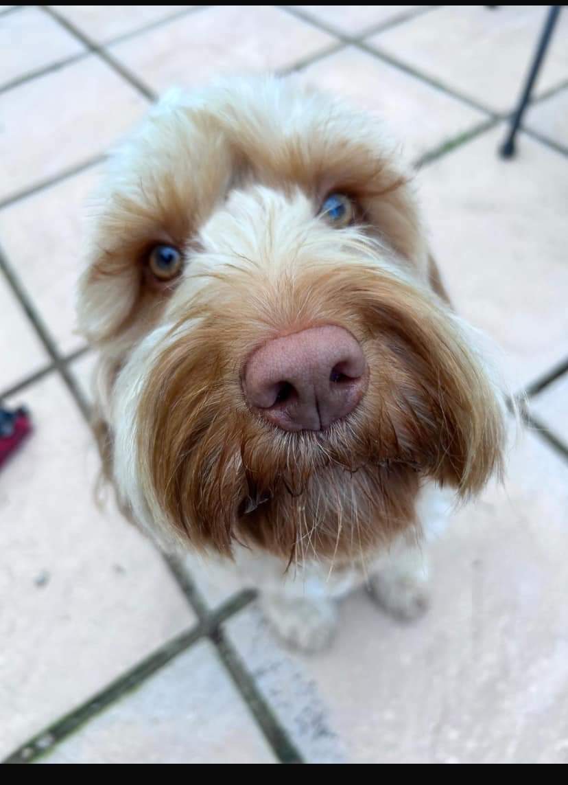 MissingPetsGB's tweet photo. Isla has been missing for 12 weeks around durrid mast.
She can be in #Durris #banchory #stonehaven, #aboyne #glendye or on her way to #Aberdeen!
Sightings are the most important at this point.
Tons of investigations and people are still working in the background. SHARE SHARE https://t.co/FFN1iCNpit