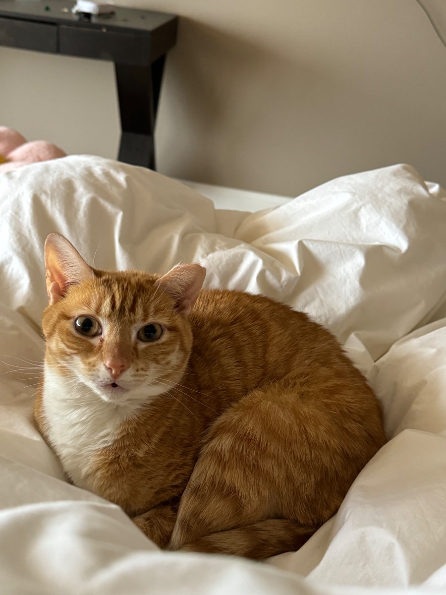 KatAbughazaleh's tweet image. This video took a lot of work so if you watched it and learned something, QT and let me know! I will reply with an original picture of my cat as thanks.