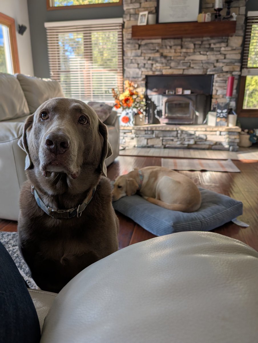 Asher, Mellie and Mom 🌻🐶😼 tweet media