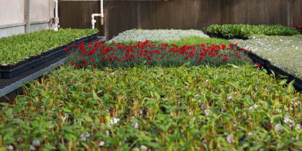 HCGPlants's tweet photo. Our Greenhouse Clearance Event is here! 

This is your last chance for premium plants…Don't miss out on fall planting! https://t.co/YBrPbg8S9W