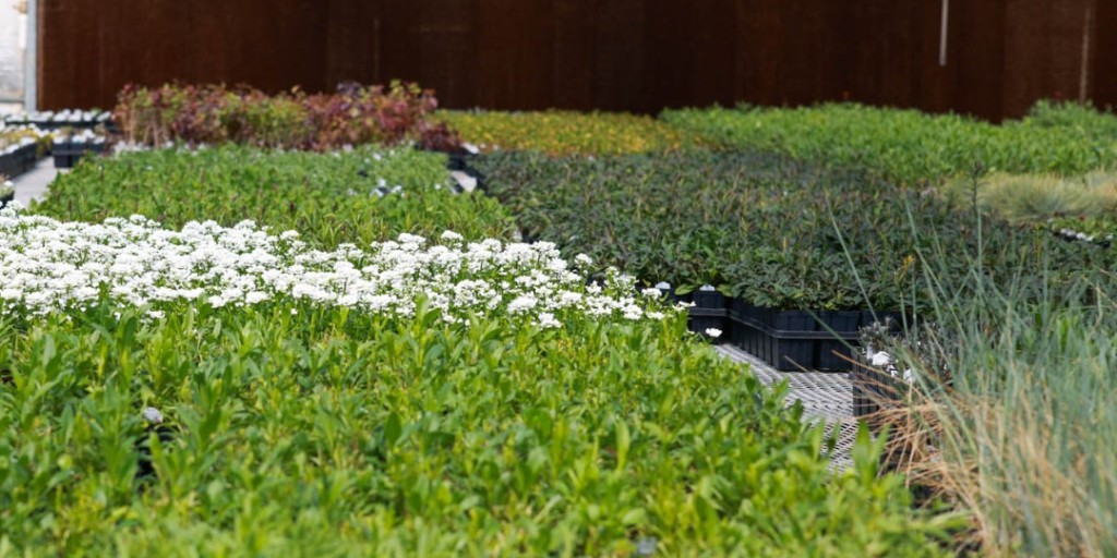 Our Greenhouse Clearance Event is here! 

This is your last chance for premium plants…Don't miss out on fall planting!