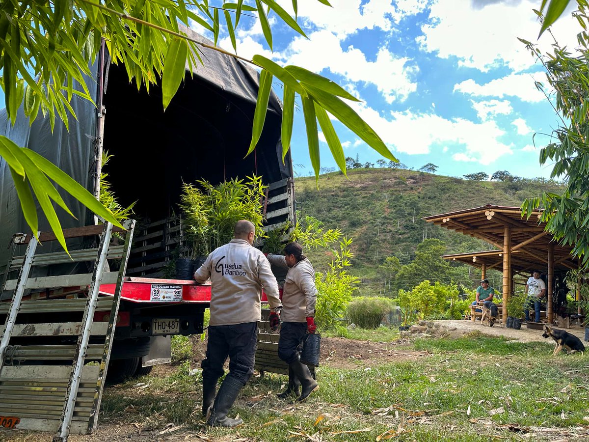 🚛🌿 Envío de plantas de bambú. El mejor momento para sembrar bambú es ahora (inicio de la temporada de lluvias). ¡Ordene sus plantas hoy mismo en el vivero de bambú más grande de Colombia! Mas información: guaduabamboo.co/vivero-de-bambu