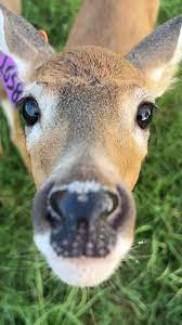 QuinDeer's tweet photo. fav deer genre https://t.co/O005fv1HHP