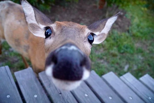 QuinDeer's tweet photo. fav deer genre https://t.co/O005fv1HHP