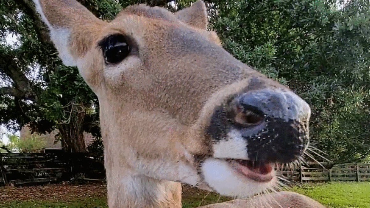 QuinDeer's tweet photo. fav deer genre https://t.co/O005fv1HHP