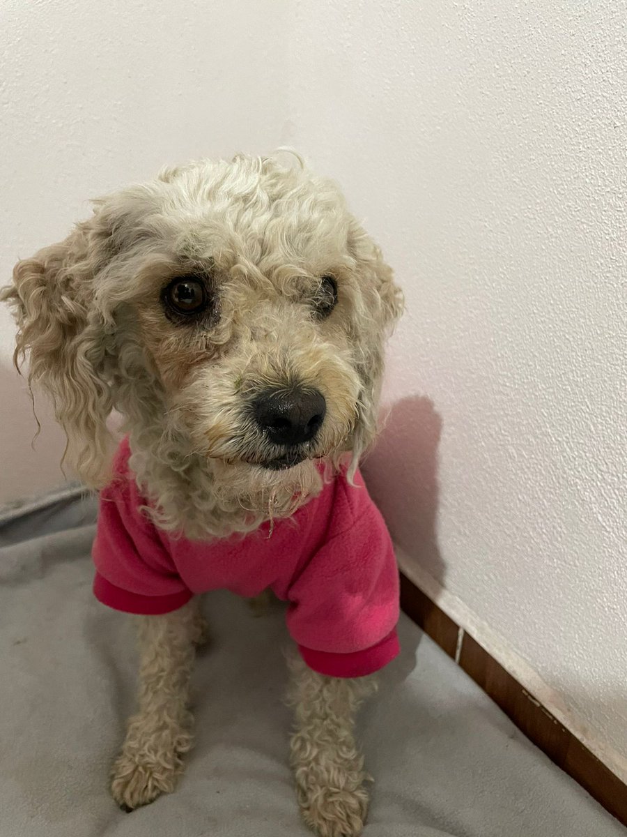 Toby en adopción responsable, es talla chica, tiene 2 años aprox, es muy tierno y cariñoso. 
Es ideal para compañero de una persona mayor o alguien que haga home Office 
#rt #adoptaNoCompres 
#CiudadDeMéxico 
Wats 5548724347